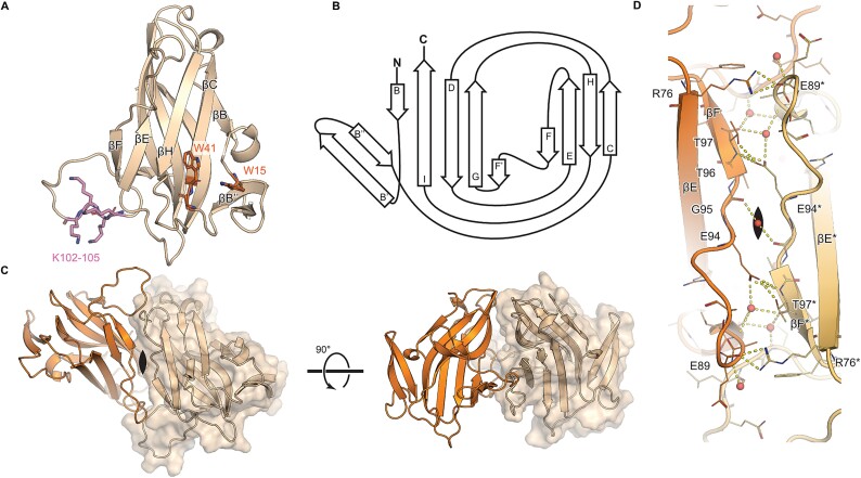 The crystal structure of Nictaba reveals its carbohydrate-binding properties and a new lectin dimerization mode.