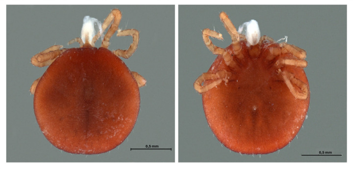 New finding on a migratory bird, the fowl tick Argas (Persicargas) persicus (Oken, 1818), in Italy.
