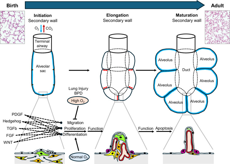 Exploring a complex constellation of signaling pathways.