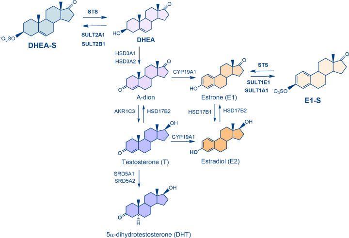 Steroid sulfatase and sulfotransferases in the estrogen and androgen action of gynecological cancers: current status and perspectives.