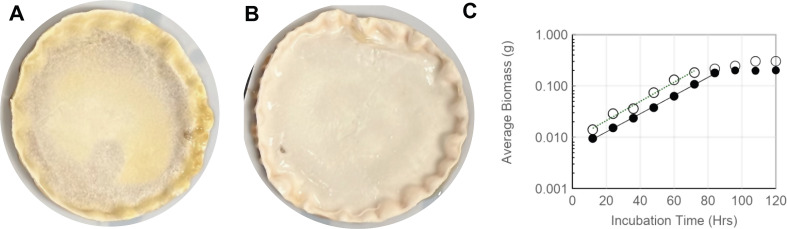 Aspergillus nidulans cell wall integrity kinase, MpkA, impacts cellular phenotypes that alter mycelial-material mechanical properties.