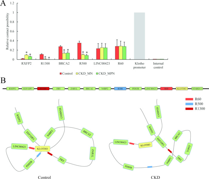 The Long-Range Chromosomal Interaction Controlling Klotho Gene Expression in Human Chronic Kidney Disease.