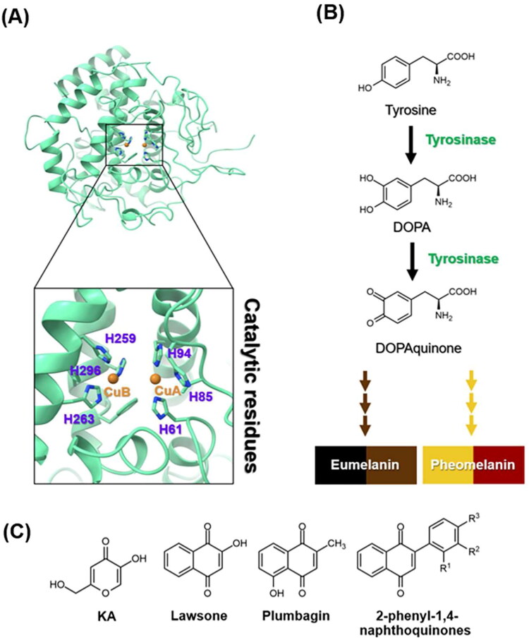 Anilino-1,4-naphthoquinones as potent mushroom tyrosinase inhibitors: <i>in vitro</i> and <i>in silico</i> studies.