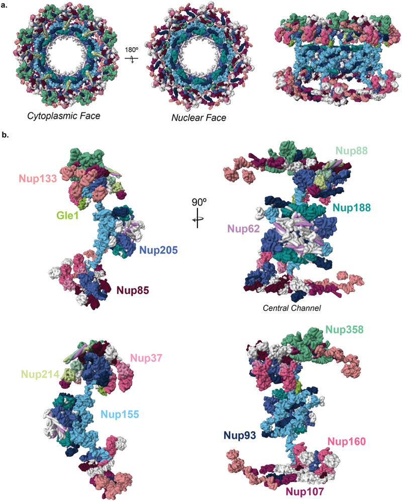 Nuclear pore dysfunction and disease: a complex opportunity.