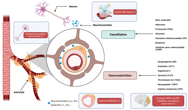 Regional dynamic cerebral autoregulation across anterior and posterior circulatory territories: A detailed exploration and its clinical implications.