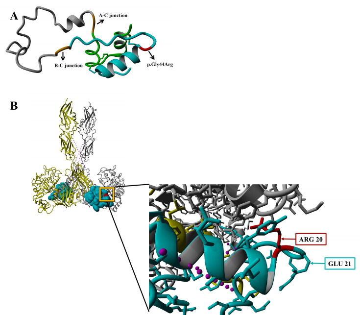 A rare homozygous <i>INS</i> variant causes adult-onset diabetes.