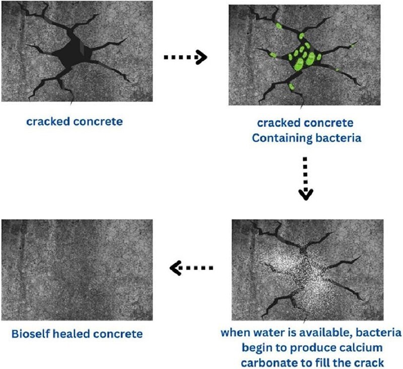 Bacteria-powered self-healing concrete: Breakthroughs, challenges, and future prospects.