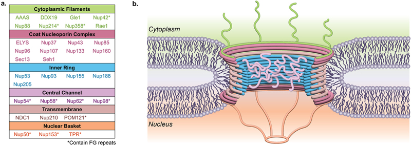 Nuclear pore dysfunction and disease: a complex opportunity.