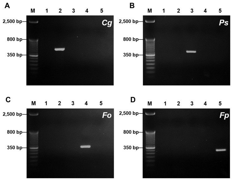 Development of a Multiplex PCR to Simultaneously Detect Four Problematic Pathogens in Cymbidium kanran.