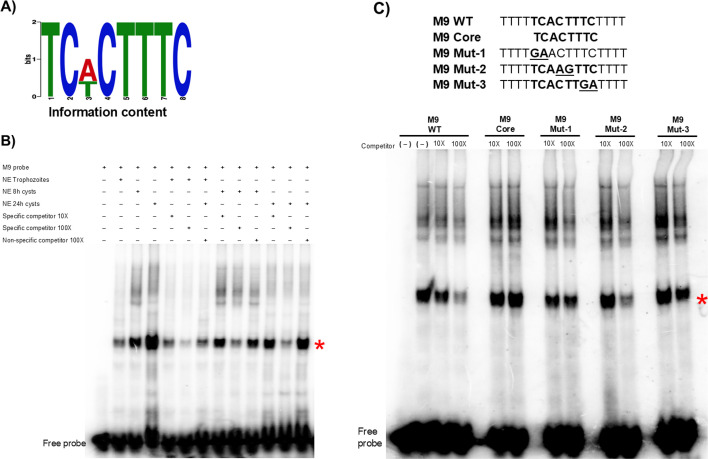 Identification of two transcription factors that work coordinately to regulate early development in <i>Entamoeba</i>.