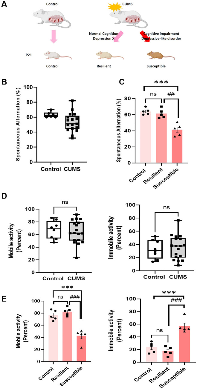 Glucocorticoid-Dependent Retinal Degeneration and Vision Impairment in Mice Susceptible to Prenatal Stress-Induced Behavioral Abnormalities.