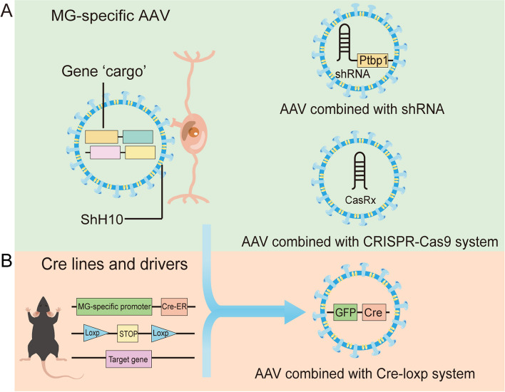 Recent progress of principal techniques used in the study of Müller glia reprogramming in mice.