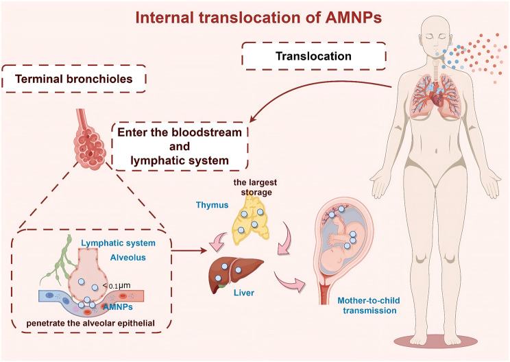 Airborne micro- and nanoplastics: emerging causes of respiratory diseases.