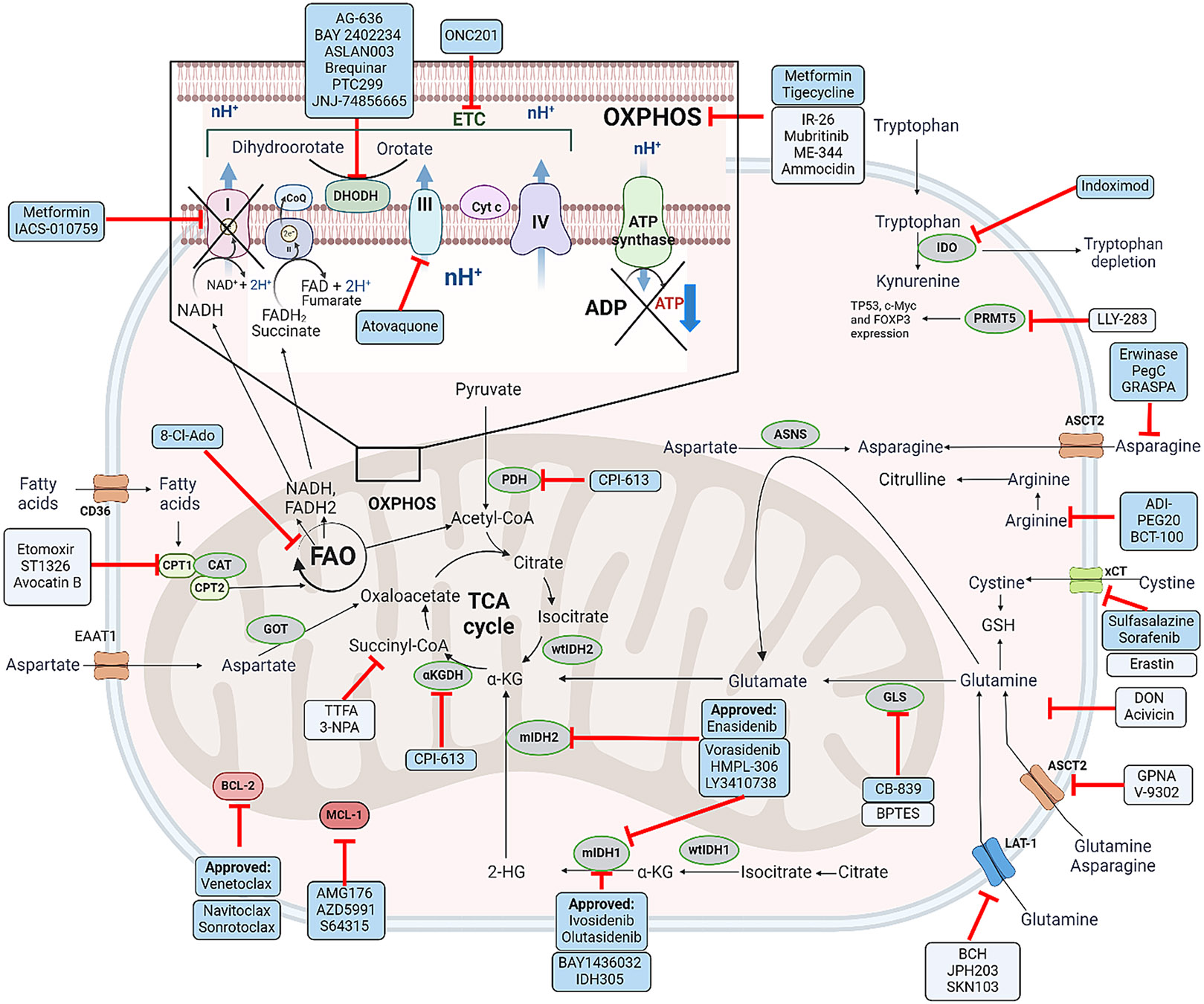 Feasibility and Safety of Targeting Mitochondria Function and Metabolism in Acute Myeloid Leukemia.