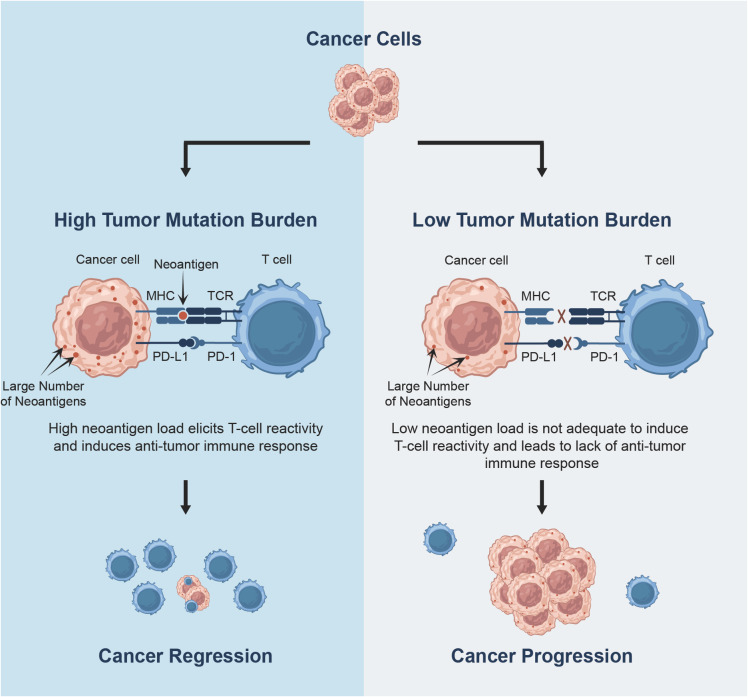 The challenges and opportunities of applying tumour mutational burden analysis to precision cancer medicine.