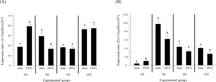 Expressional Alternation of 5α-Reductase Type I, P450 Aromatase, and Androgen and Estrogen Receptors in the Mouse Testis Induced by the Lipectomy of the Epididymal Fat at Different Postnatal Ages.