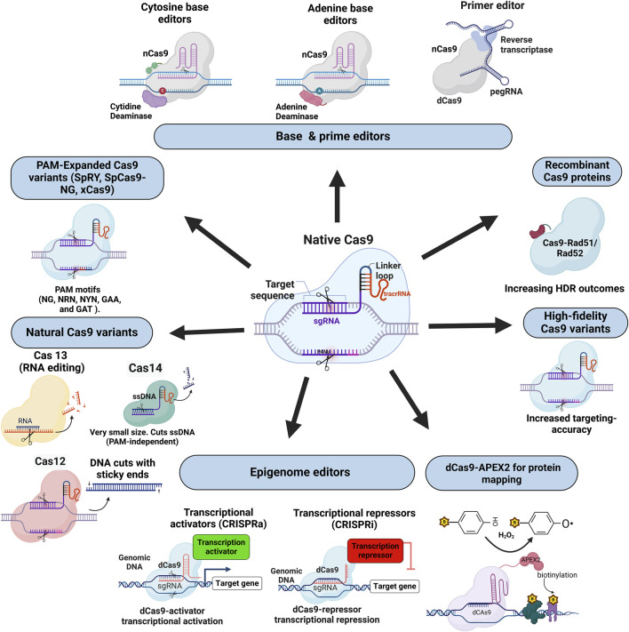 Advances in CRISPR-Cas technology and its applications: revolutionising precision medicine.