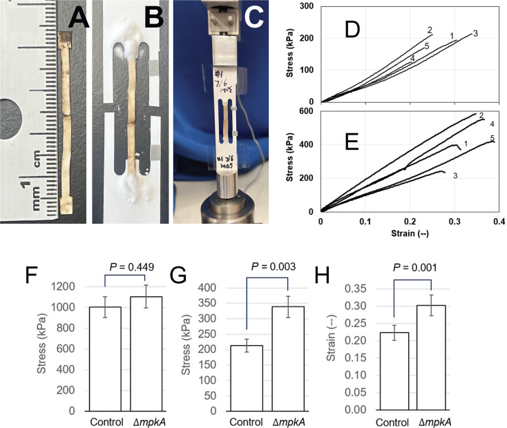 Aspergillus nidulans cell wall integrity kinase, MpkA, impacts cellular phenotypes that alter mycelial-material mechanical properties.