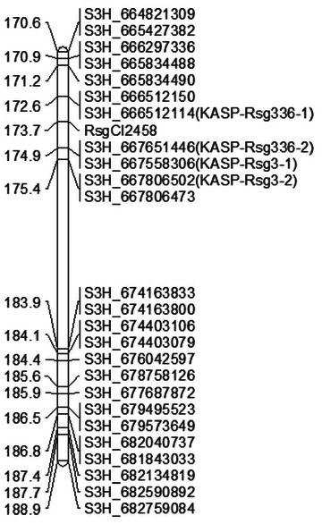 Characterization of a new barley greenbug resistance gene Rsg4 in the Chinese landrace CI 2458.