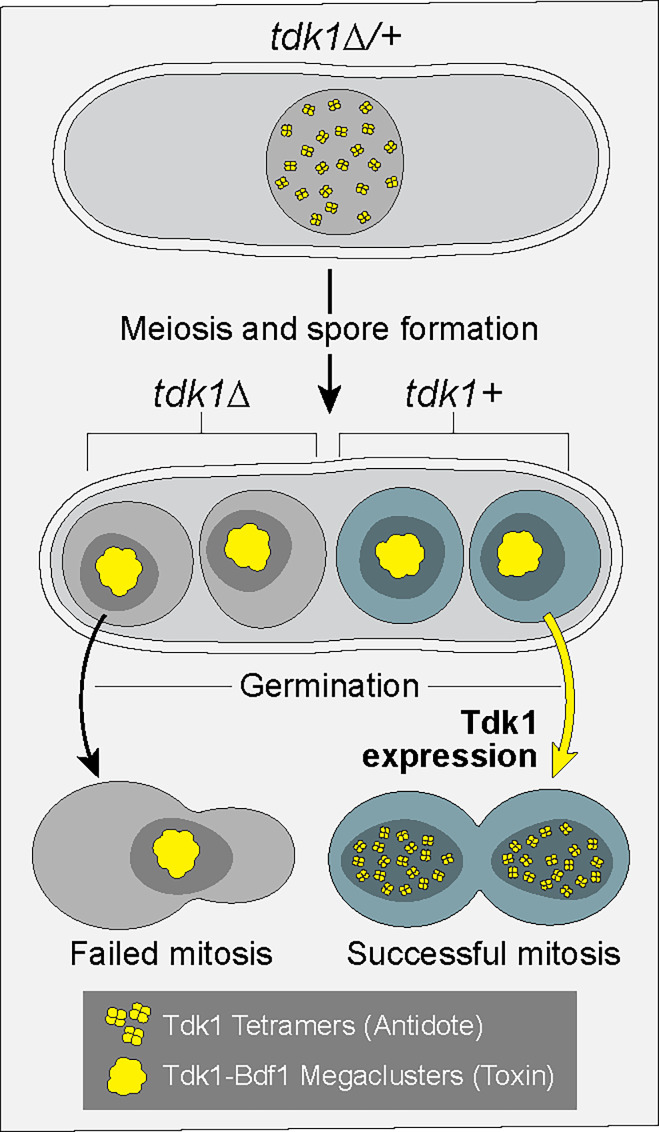 Killer meiotic drive executed by two alternative conformations of a single protein.