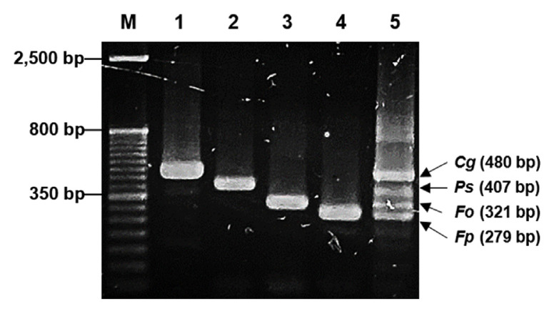 Development of a Multiplex PCR to Simultaneously Detect Four Problematic Pathogens in Cymbidium kanran.