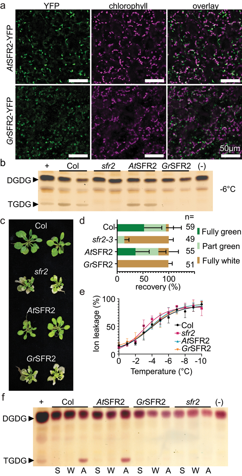 Exploring cotton SFR2's conundrum in response to cold stress.