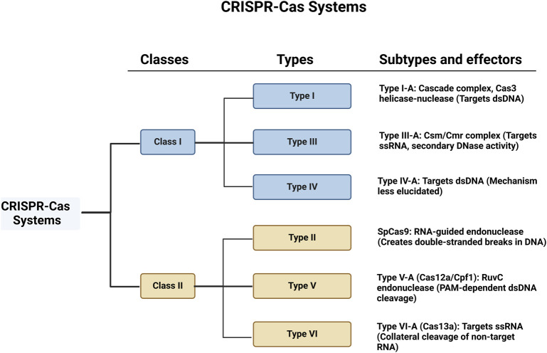 Advances in CRISPR-Cas technology and its applications: revolutionising precision medicine.