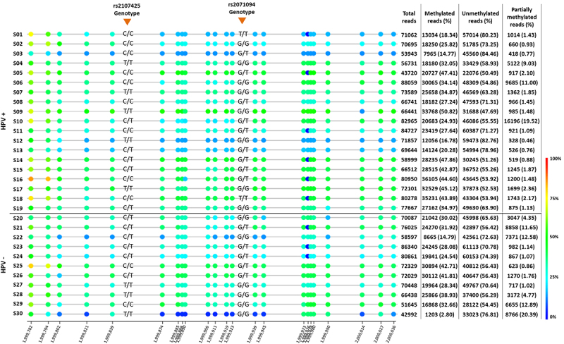 Hypomethylation at H19DMR in penile squamous cell carcinoma is not related to HPV infection.