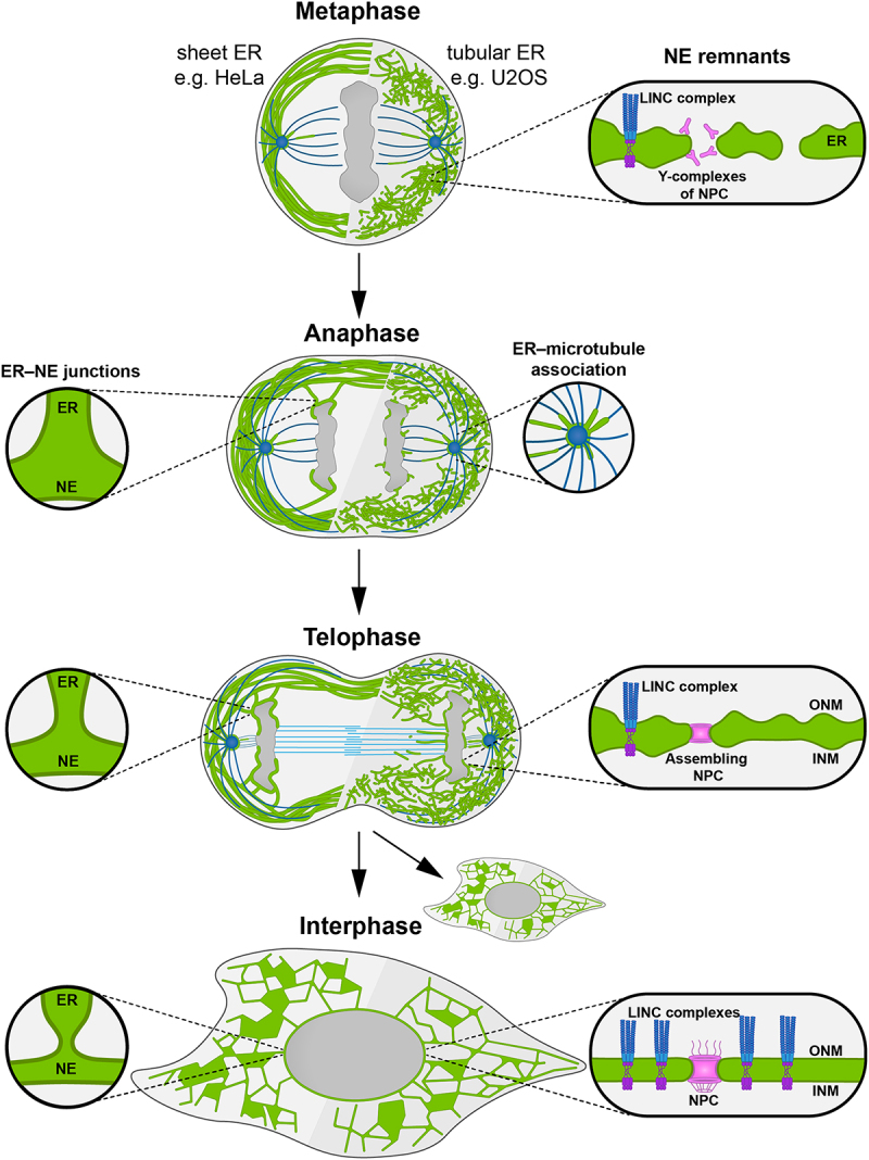Sculpting nuclear envelope identity from the endoplasmic reticulum during the cell cycle.