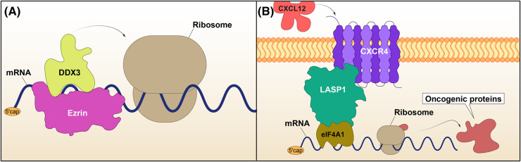 Insights into the regulation of mRNA translation by scaffolding proteins.