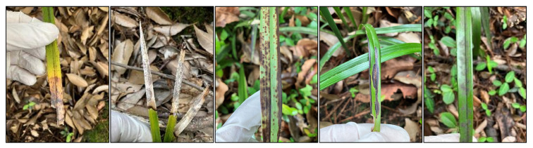 Development of a Multiplex PCR to Simultaneously Detect Four Problematic Pathogens in Cymbidium kanran.