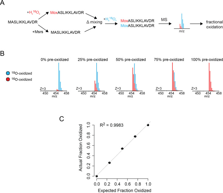 Enzymatic Synthesis of Isotopically Labeled Hydrogen Peroxide for Mass Spectrometry-Based Applications.