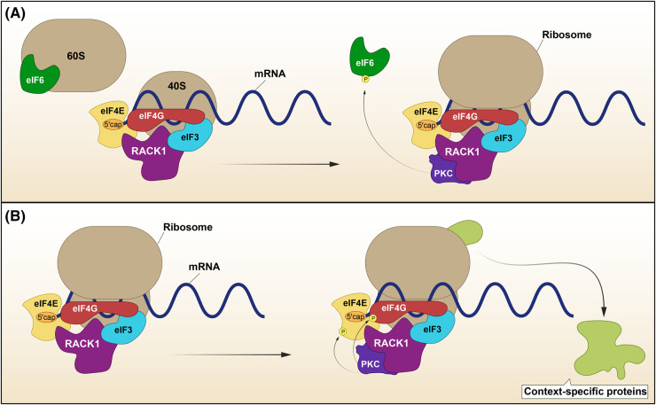 Insights into the regulation of mRNA translation by scaffolding proteins.