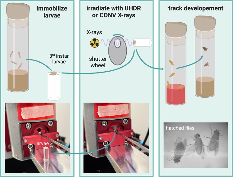 High-throughput, low-cost FLASH: irradiation of Drosophila melanogaster with low-energy X-rays using time structures spanning conventional and ultrahigh dose rates.