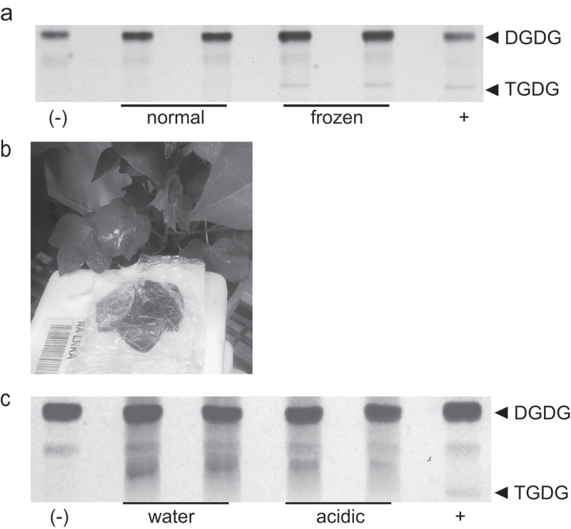 Exploring cotton SFR2's conundrum in response to cold stress.