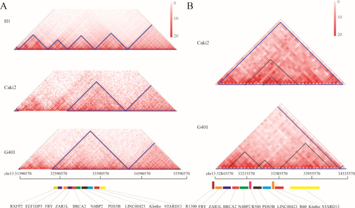 The Long-Range Chromosomal Interaction Controlling Klotho Gene Expression in Human Chronic Kidney Disease.