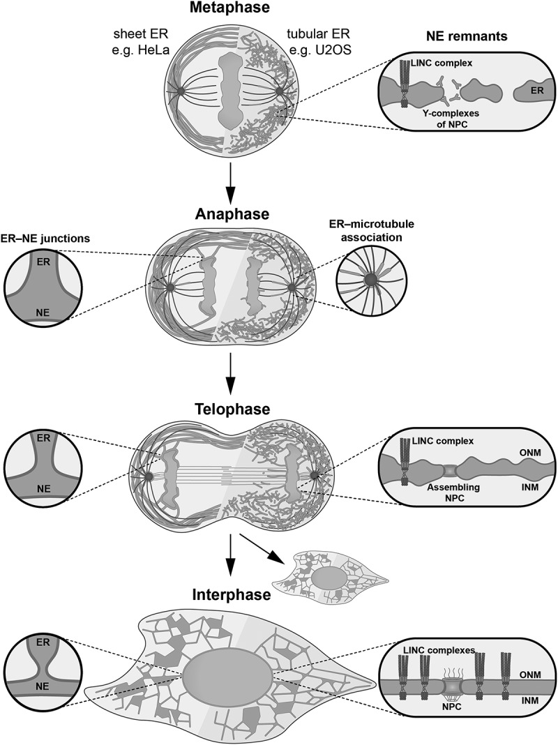 Sculpting nuclear envelope identity from the endoplasmic reticulum during the cell cycle.
