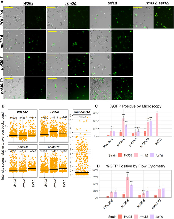 Mutations in the DNA processivity factor POL30 predispose the FLO11 locus to epigenetic instability in S. cerevisiae.