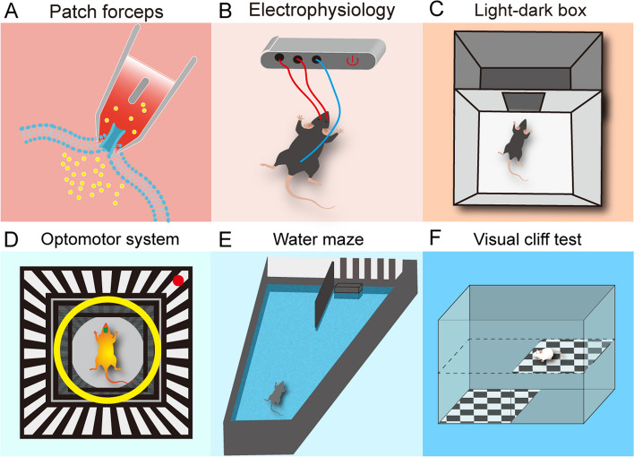Recent progress of principal techniques used in the study of Müller glia reprogramming in mice.