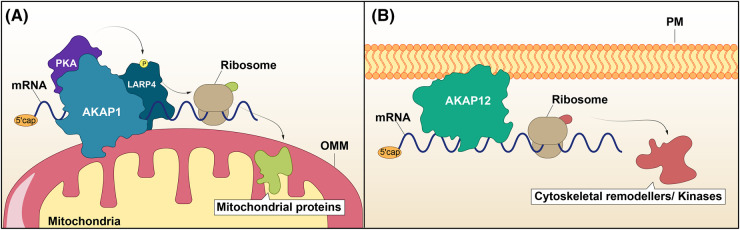 Insights into the regulation of mRNA translation by scaffolding proteins.