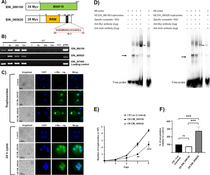 Identification of two transcription factors that work coordinately to regulate early development in <i>Entamoeba</i>.