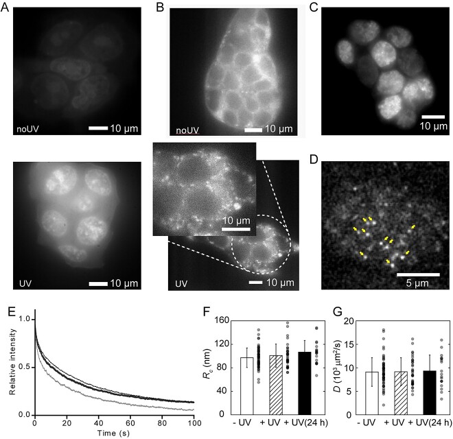 Use of optical techniques to evaluate the ionizing radiation effects on biological specimens.