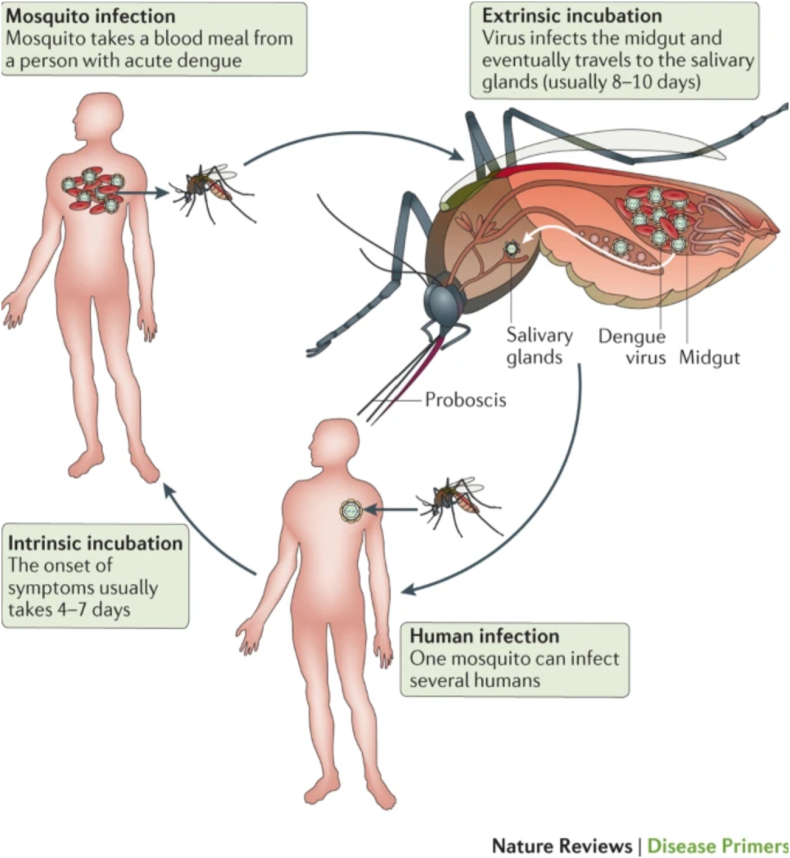 Dengue in France in 2024 - A year of record numbers of imported and autochthonous cases