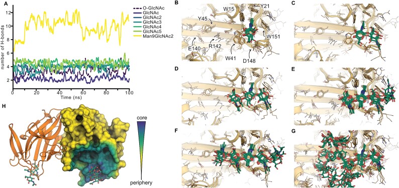 The crystal structure of Nictaba reveals its carbohydrate-binding properties and a new lectin dimerization mode.
