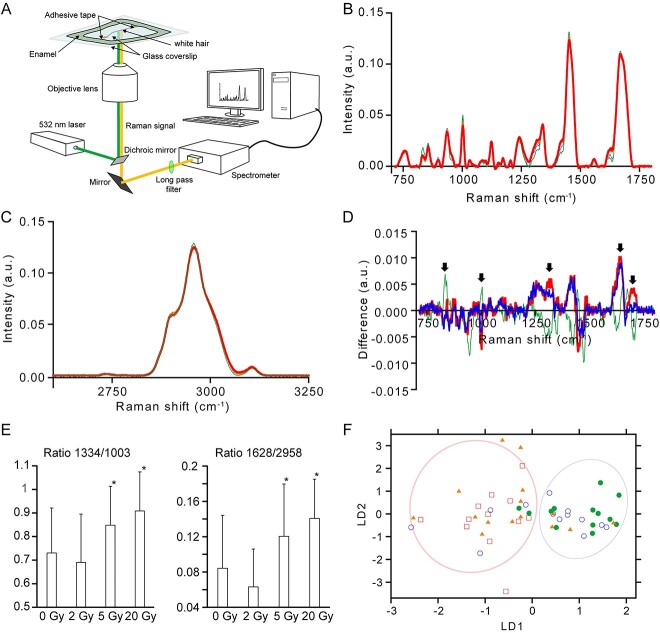 Use of optical techniques to evaluate the ionizing radiation effects on biological specimens.