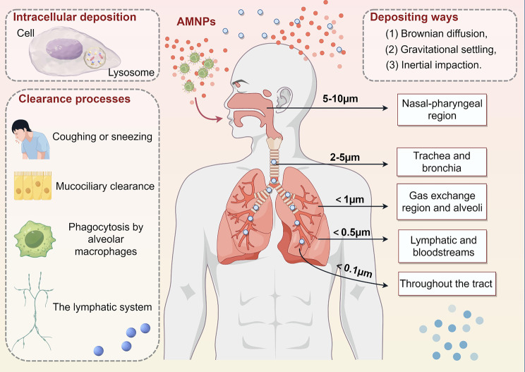 Airborne micro- and nanoplastics: emerging causes of respiratory diseases.