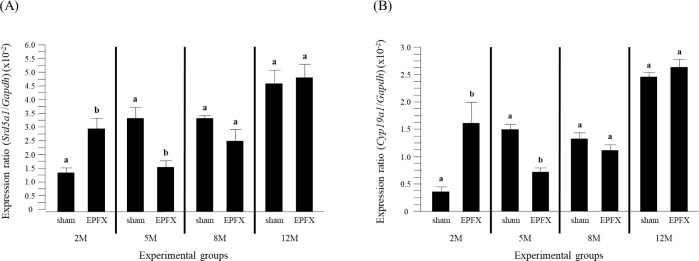 Expressional Alternation of 5α-Reductase Type I, P450 Aromatase, and Androgen and Estrogen Receptors in the Mouse Testis Induced by the Lipectomy of the Epididymal Fat at Different Postnatal Ages.