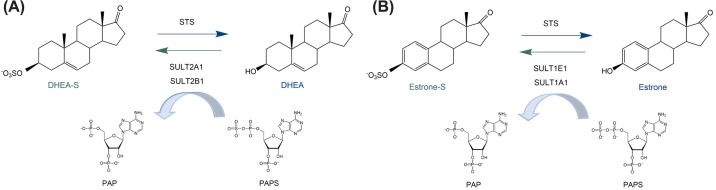 Steroid sulfatase and sulfotransferases in the estrogen and androgen action of gynecological cancers: current status and perspectives.