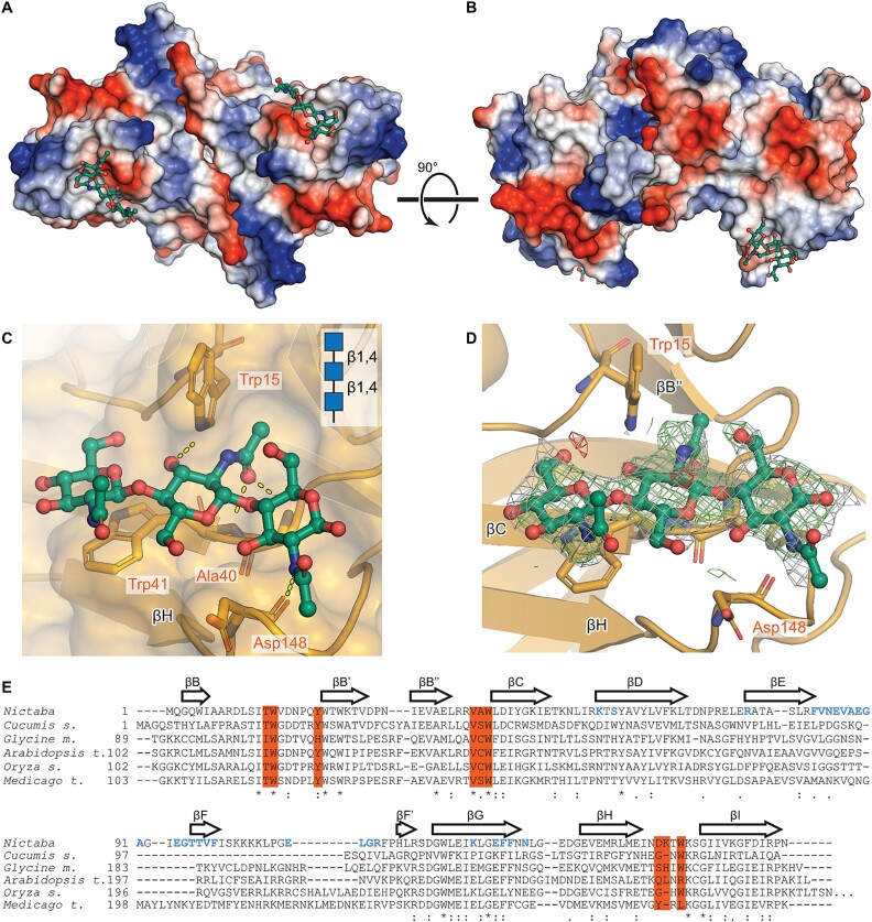 The crystal structure of Nictaba reveals its carbohydrate-binding properties and a new lectin dimerization mode.