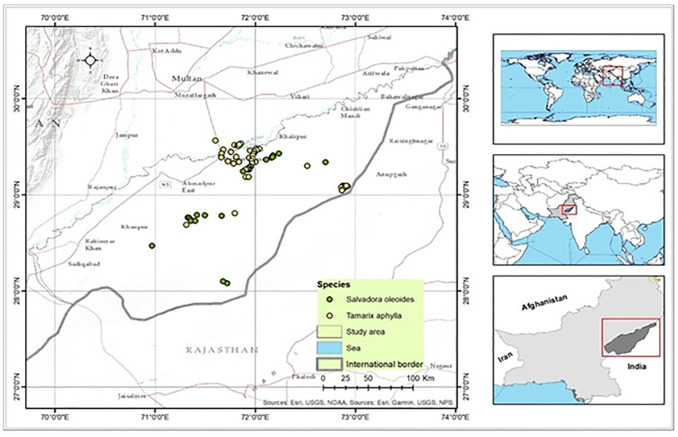 Habitat suitability modeling and conservation status of Salvadora oleoides and Tamarix aphylla in tropical thorn forest.